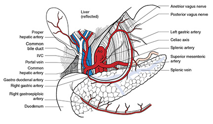 Atlas of Vascular Surgery and Endovascular Therapy