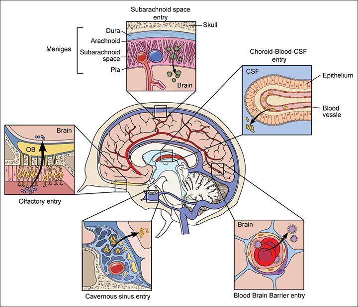 Anatomical Organization of the Central Nervous System (CNS)